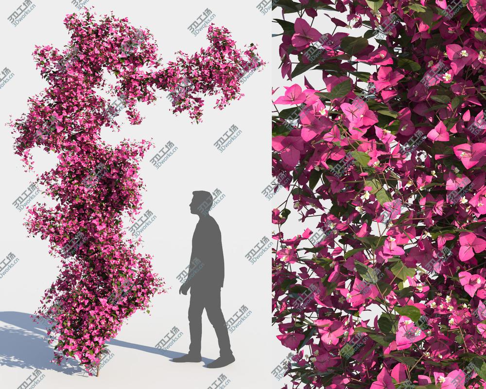 images/goods_img/202104092/3D Bougainvillea Collection (-GrowFX) model/3.jpg